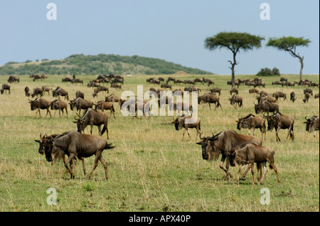 Aerial view of vast herd of wildebeest on annual migration interspersed ...