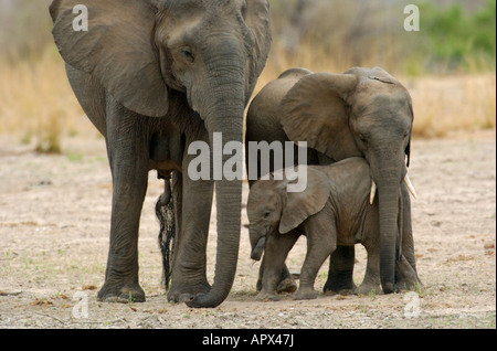 Elephant with two youngsters Stock Photo