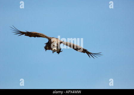 White-backed vulture coming in to land Stock Photo