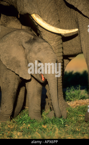 African elephant calf close-up with adult (Loxodonta africana) Stock Photo