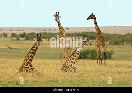 Two giraffe lying down whilst ruminating (Giraffa camelopardalis) with two others standing and looking on. Stock Photo