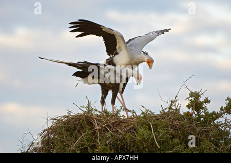 Secretary Birds on nest (Saggitarius serpentarius) Stock Photo