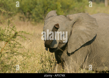 Young elephant waving its trunk Stock Photo