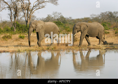 Two elephants walking next to a waterhole reflected in the water Stock Photo
