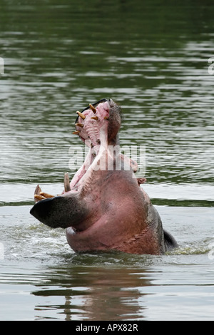 Hippo yawning in a threat display Stock Photo