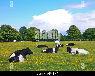 A pastoral English scene black and white cows lying down in a meadow Stock Photo