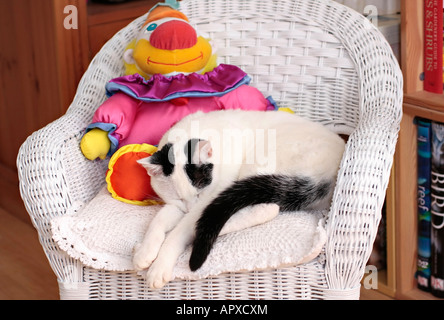 Young domestic cat curled up on chair with toy clown Stock Photo