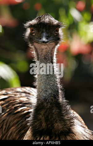 Emu Dromaius novaehollandiae Stock Photo