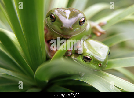 two australian green treefrogs on green foliage Stock Photo