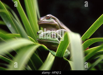 two australian green treefrogs on green foliage Stock Photo