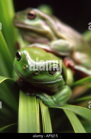 two australian green treefrogs on green foliage Stock Photo