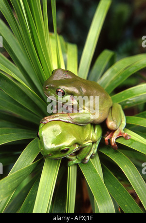 two australian green treefrogs on foliage Stock Photo