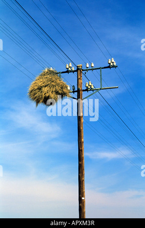 Sociable weaver nest on a telephone pole near Goageb Stock Photo