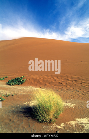 Scrub on the sand dunes in the Namib Desert Stock Photo