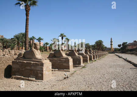 Luxor Temple - Row of Sphinx  [Luxor, Egypt, Arab States, Africa]                                                              . Stock Photo