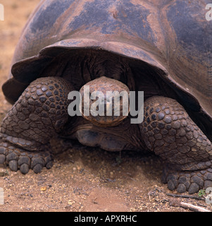 Close up of old giant tortoise looking straight at the camera on Isla Isabela Island The Galapagos Islands Ecuador Stock Photo