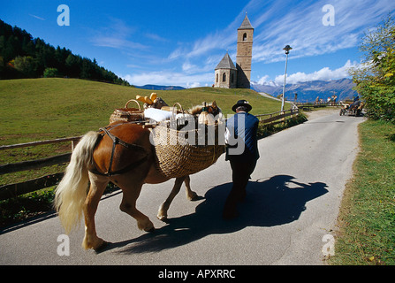 Haflinger Horses, near Hafling South Tyrol, Italy Stock Photo