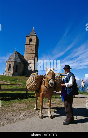 Haflinger Horses, near Hafling South Tyrol, Italy Stock Photo