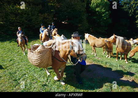 Haflinger Horses, near Hafling South Tyrol, Italy Stock Photo