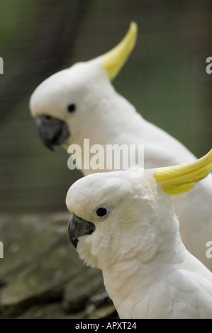 Two Greater Sulfur Crested Cockatoos Malaysia Stock Photo