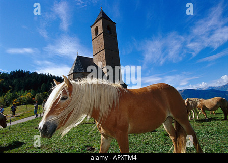 Haflinger Horses, near Hafling South Tyrol, Italy Stock Photo