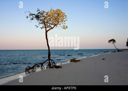 Mangrove bushes on beach 3 in the last evening-light, Havelock Island, Andaman Islands, India Stock Photo