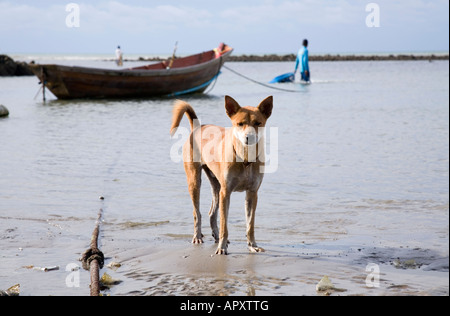 Phala Beach fishing boat & dog. Located approximately 36km from Rayong Thailand. There is a manmade harbour wall to protect boats which are moored up. There is rabies in Thailand and it can be transmitted to humans by a bite or lick to an open wound. Stock Photo