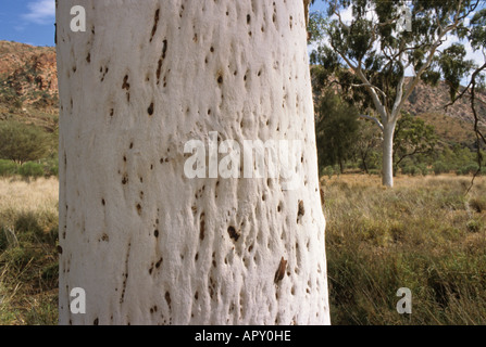 Ghost gum in Finke Gorge National Park, Australien, Northern Territory, red centre, eucalyptus trees in Finke Gorge NP, Geisterb Stock Photo