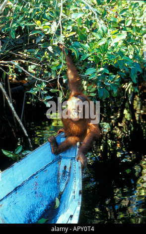 Orangutan rehabilitation center, Gunung Leuser National Park, Sumatra, Indonesia, Asia Stock Photo