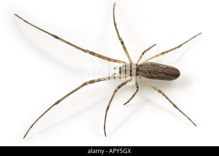 Female Tetragnatha nigrita spider, Tetragnathidae family, called Long Jawed Orb-weavers or Stretch spiders Stock Photo