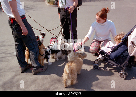 Dog walker with mother and child patting dogs Stock Photo