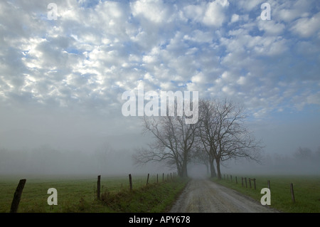 Foggy morning on treelined country road Sparks lane Cades Cove Great Smoky Mountains National Park Tennessee Stock Photo