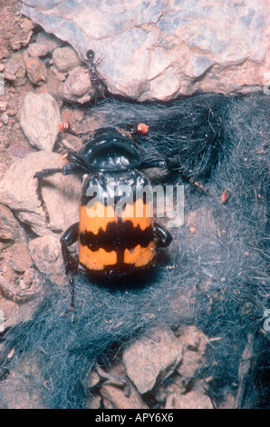 Common Burying Beetle, Necrophorus vespillo. On a mouse cadaver Stock Photo