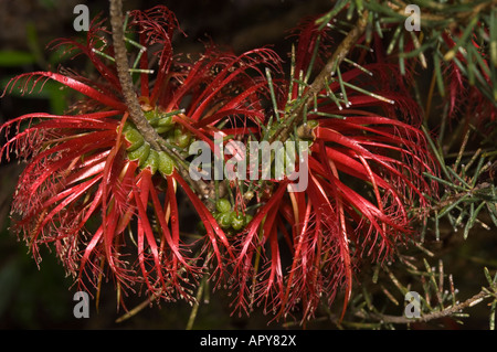 One sided bottlebrush Calothamnus quadrifidus flowers Gooseberry Hill Perth Western Australia September Stock Photo