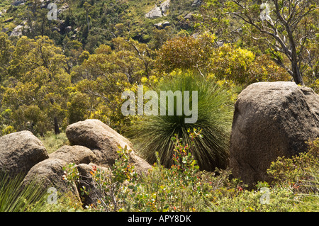 Granite outcrop with grass tree (Xanthorrhoea sp.) flowering habitat John Forest National Park Perth Western Australia September Stock Photo