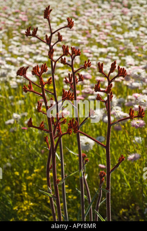 Red Kangaroo Paw Anigozanthos rufus flowering Kings Park Flower Festival Perth Western Australia September Stock Photo