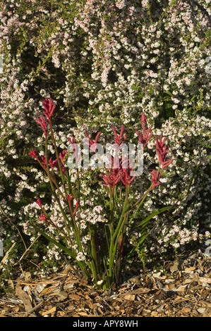 Red Kangaroo Paw Anigozanthos rufus flowering Kings Park Flower Festival Perth Western Australia September Stock Photo
