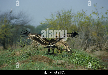 Greater Spotted Eagle (Aquila clanga) first winter bird landing at carrion with Steppe Eagle in background Bharatpur India Stock Photo