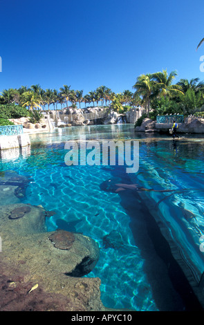 Bahamas Atlantis Resort Predator Lagoon Tunnel Nassau Stock Photo - Alamy