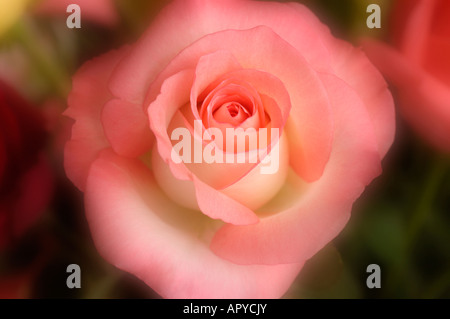 Closeup of pink white rose in soft focus Stock Photo