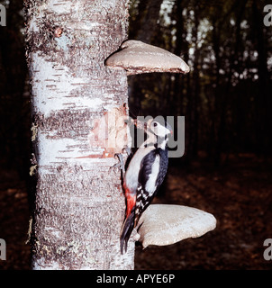 pic epeiche Buntspecht Great Spotted Woodpecker Picoides major Dendrocopos major male clinging to tree trunk animals Asia Asien