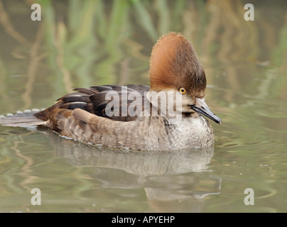 Hooded Merganser Lophodytes Mergus cucullatus Stock Photo