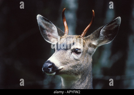 black tailed deer Odocoileus hemionus profile of a young buck in Olympic National Park Olympic Peninsula Washington Stock Photo