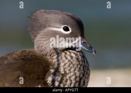 Manderin Duck Stock Photo