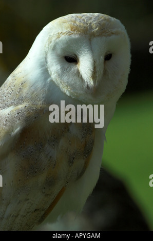Barn Owl - Tyto Alba - portrait