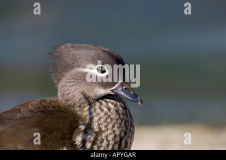 Manderin duck, female Stock Photo