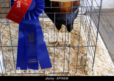 Rhode Island Red rooster first place winner in fall fair at Heritage Park Calgary Alberta Canada Stock Photo