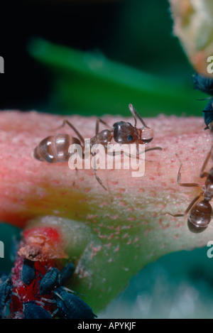 Argentinian Ant, Iridomyrmex humilis. With Aphid nectar droplet in mouth Stock Photo