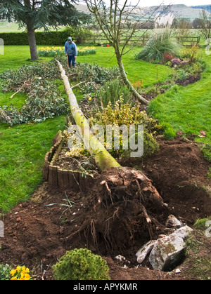 Eucalyptus tree felled after storm damage in a garden Stock Photo