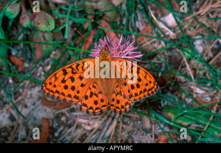 Marbled Fritillary butterfly (Brenthis daphne) adult male with wings open collecting nectar on flower Stock Photo